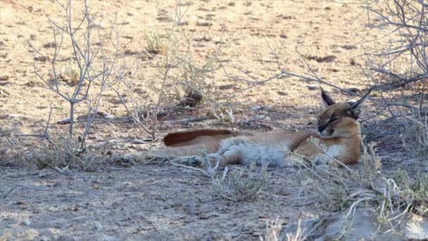 Large Caracal Cat Relaxes Contentedly Kalahari Desert Shade — Video Stock