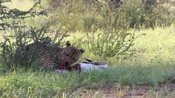 Graphic Very Alert Mature Kalahari Cheetah Eats Small Springbok — стоковое видео