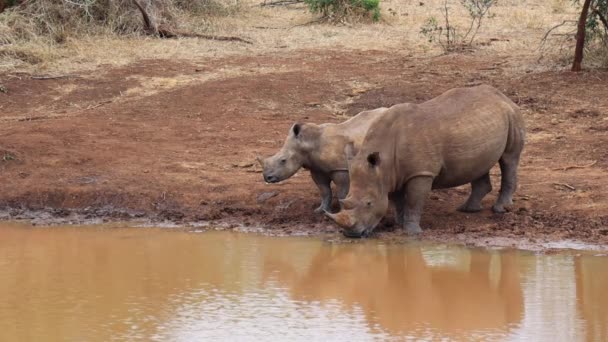 Mother White Rhino Drinks Muddy Pond Her Baby Stands Nearby — Stock video