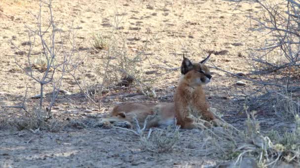 Large Caracal Cat Becomes Interested Something Out Frame — Stock Video