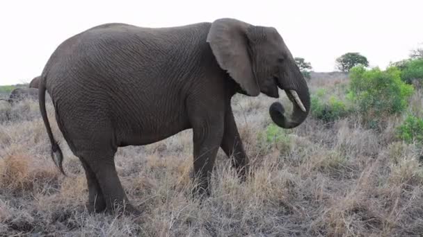 African Bush Elephant Uses Trunk Bring Grass Mouth — Vídeos de Stock