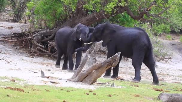 Two African Bush Elephants Grapple Dominance Chobe River — Stock Video