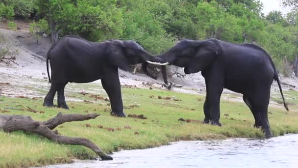 Two African Bush Elephants Grapple Chobe River Shoreline Botswana — Stock Video