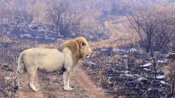 Majestic Male African Lion Collar Looks Camera — Wideo stockowe