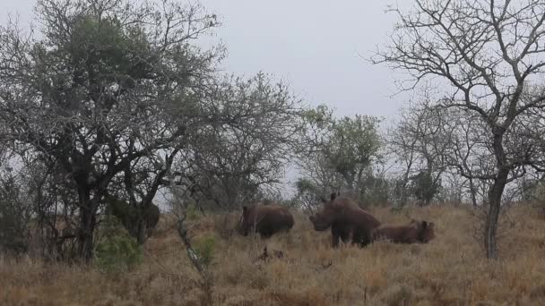 Crash Dehorned White Rhinoceros Relax Thanda Private Reserve — Stock Video