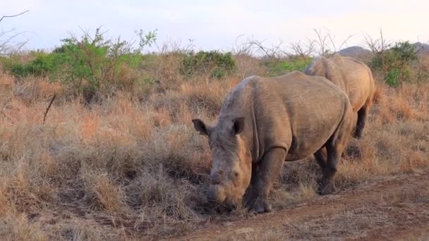 White Rhinos Eat Dry Roadside Grasses Thanda Private Reserve — Stock video