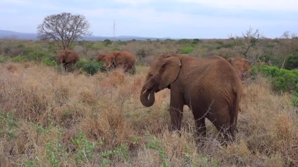 African Bush Elephant Herd Eats Dry Grasses Thanda Private Reserve — Video