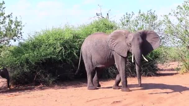 African Bush Elephant Mom Baby Stop Look Safari Guests — Stock Video