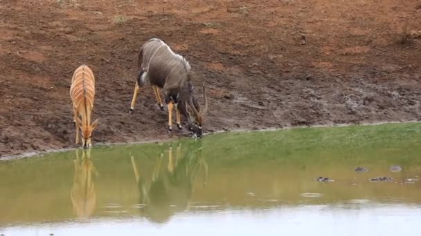 Pair Beautiful Nyala Antelope Get Spooked While Drinking Water — Stockvideo