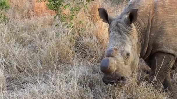 Close Dehorned White Rhino Eating Dry Grass Thanda Private Reserve — Stock video