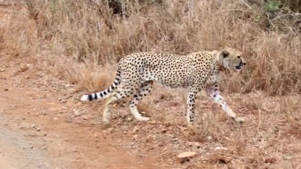 Adult Cheetah Collar Walks Roadside Thanda Reserve — стоковое видео