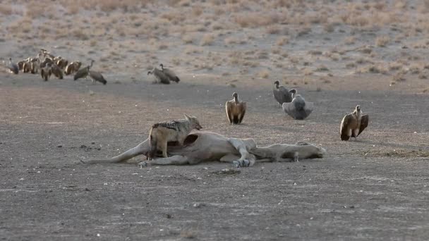 Jackal Scavenges Eland Carcass While Vultures Wait Nearby — Stok video