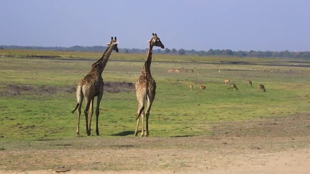 Pair Mature Giraffes Watch Breezy Savanna Full Antelope — Wideo stockowe