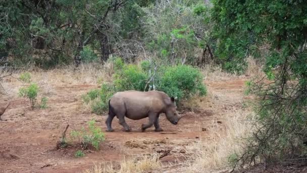 Father Son White Rhinos Walk Slowly Bush Clearing — Stockvideo