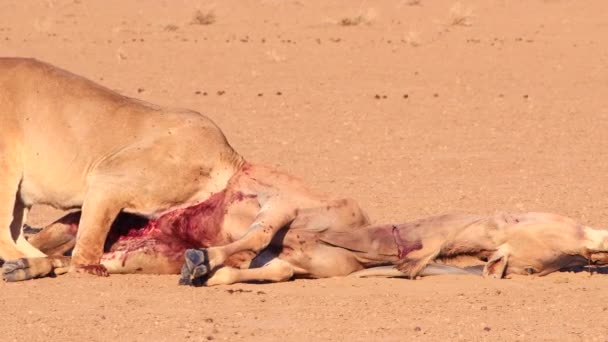 Graphic Bloody Lion Head Eland Carcass Epic Close — Stock video