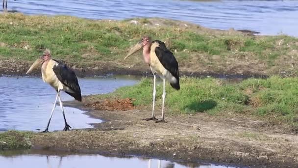 Two Marabou Storks Chobe River Sunny Day Botswana — Stock Video