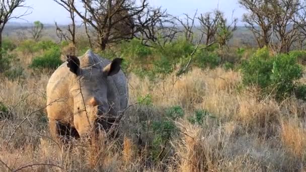 Dehorned Adult White Rhinoceros Eats Dry Grasses Thanda Savanna — Vídeos de Stock