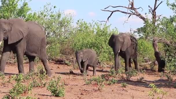 African Bush Elephants Young Babies Walk Slowly Bush — Αρχείο Βίντεο