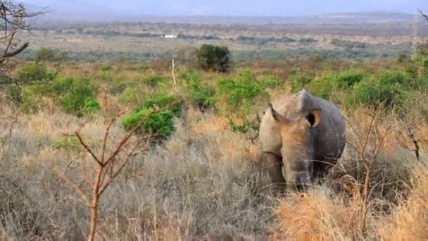 Adult White Rhino Eats Dry Grass Morning Thanda Reserve — Stock video