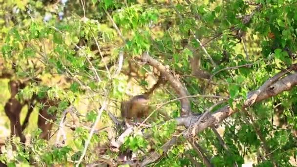 Two Young Yellow Baboons Enjoy Climbing Trees Bright Sunshine — Vídeos de Stock