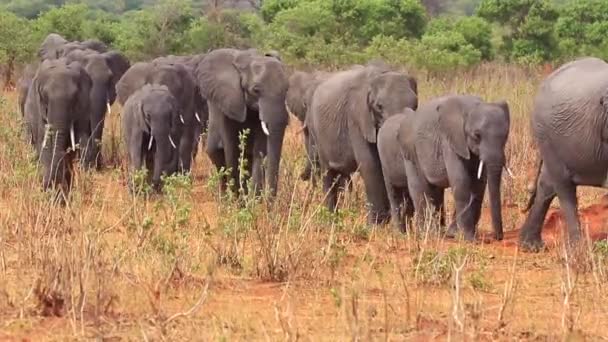 Herd Young Old African Bush Elephants Walks Brush — стокове відео
