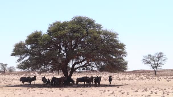 Confusion Wildebeest Aka Gnu Gather Kalahari Acacia Tree — Αρχείο Βίντεο