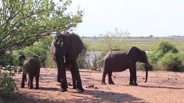 African Bush Elephant Matriarch Inspects Safari Guests Walks Away — Stockvideo