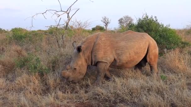 Dehorned White Rhino Eats Roadside Grasses Thanda Private Reserve — Vídeo de Stock