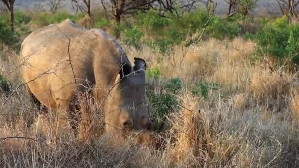 Dehorned Adult White Rhino Peacefully Eats Dry Grasses Savanna — Stockvideo