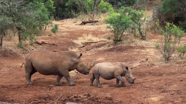 Adult Male Juvenile White Rhino Walk Edge Muddy Pond — Stok video