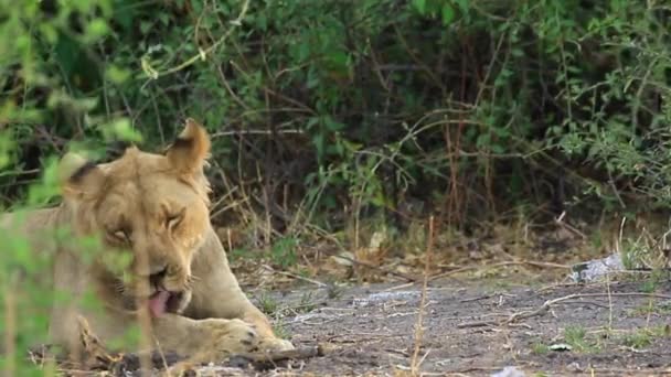 Adolescent Male African Lion Short Mane Grooms Himself Peacefully — стокове відео