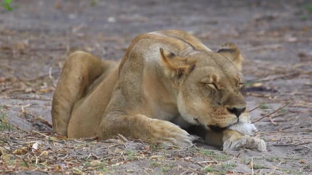 African Lion Rests Quietly Sand While Flies Buzz Close — Stok video