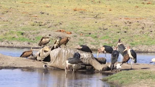 Marabou Storks Cape Vultures Scavenge Bush Elephant Carcass — Stockvideo