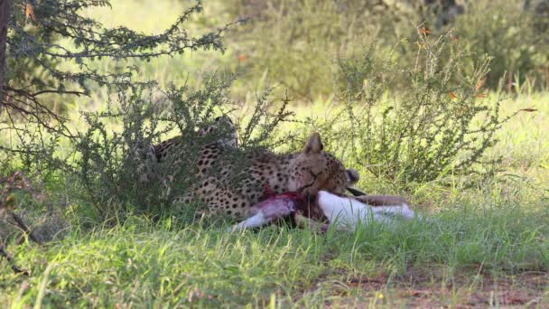 Graphic Adult Kalahari Cheetah Eating Springbok Antelope Looks — Αρχείο Βίντεο