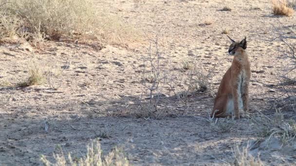 Large Caracal Cat Scans Horizon Predators Prey Kalahari — Vídeos de Stock