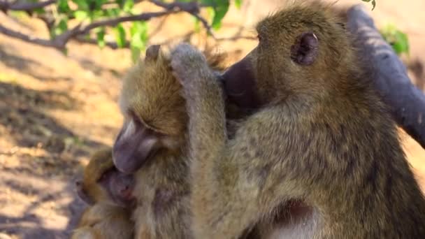 Adult Chamca Baboon Grooms His Mate Holding Infant Close — 비디오