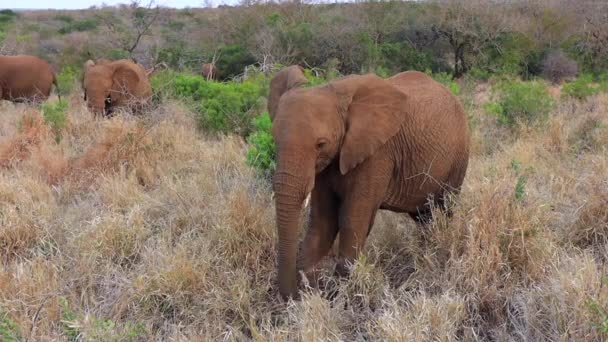 African Elephant Uses Trunk Foot Get Stubborn Branch Eat — Vídeo de Stock