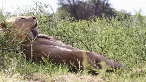 Male African Lion Kalahari Grooms Himself Amusing Fashion — Stockvideo