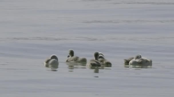 Little Ducks Relaxing Moving Top Lake Balaton — Video Stock