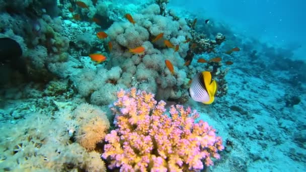 Fish Swininh Stunningly Colorful Underwater Wildlife — ストック動画