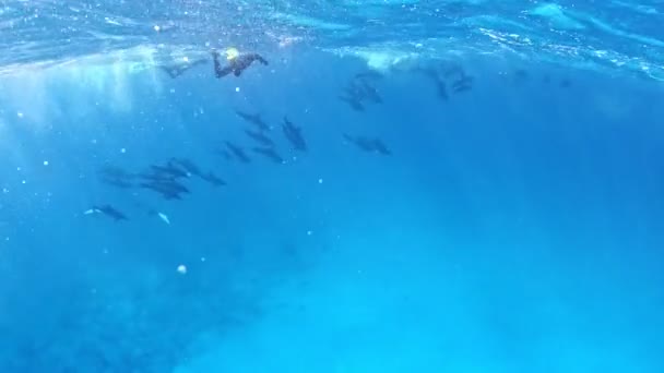 Pod Dolphins Observed Diver — Αρχείο Βίντεο