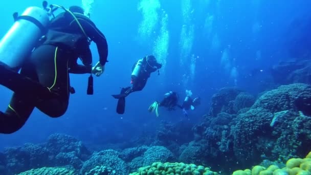 Divers Swimming Single File Sea Bottom — Vídeo de Stock