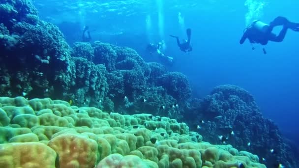 Divers Swimming Undersea Coral Rocks — Vídeo de Stock