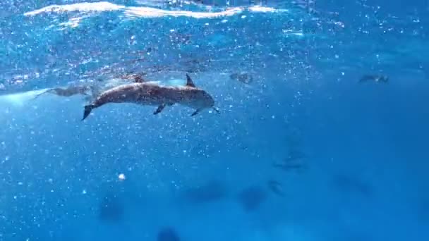 Dolphins People Snorkeling Together — Stock video