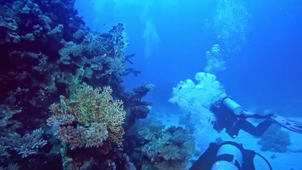 Exploration Undersea World Diving Activity — Stockvideo