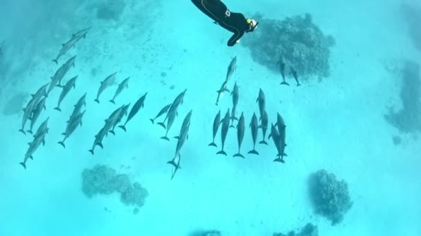 Pod Dolphins Observed Diver — Stockvideo