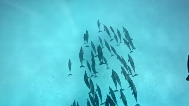 Surprising Meeting Dolphins Natural Environment — Wideo stockowe