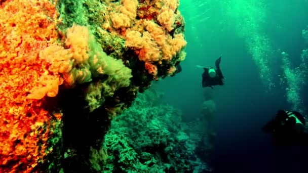 Scuba Divers Greenish Lighting Swimming Coral Reef — Stockvideo