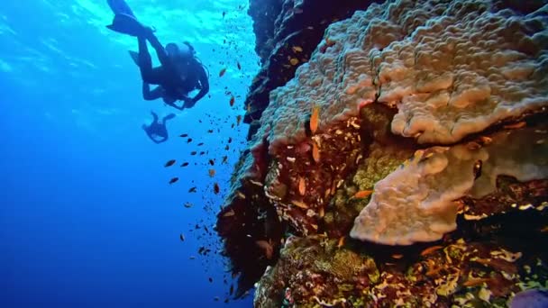 Group Divers Swimming Coral Reef Rock — Stockvideo