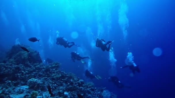 Divers Swimming Carefully Bottom Coral Sea — стоковое видео